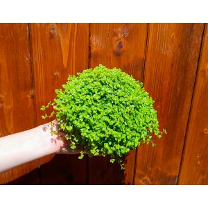 Rodinné šťastie (Soleirolia soleirolii) ´AUREA´ - výška 5-10 cm, ⌀ 15-20 cm, kont. C1L